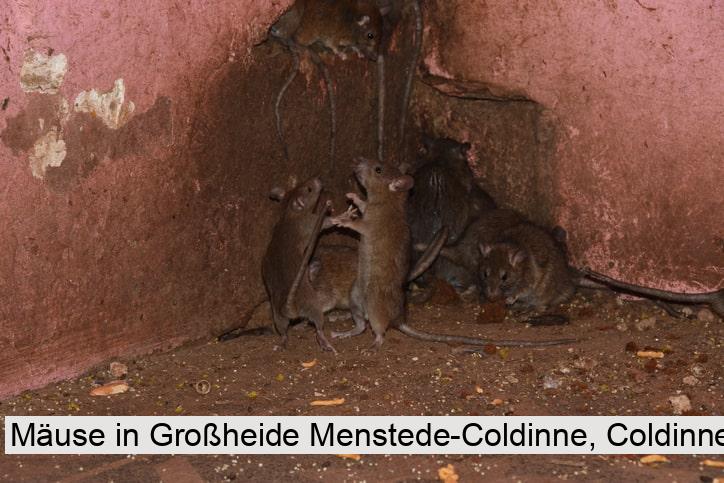 Mäuse in Großheide Menstede-Coldinne, Coldinne